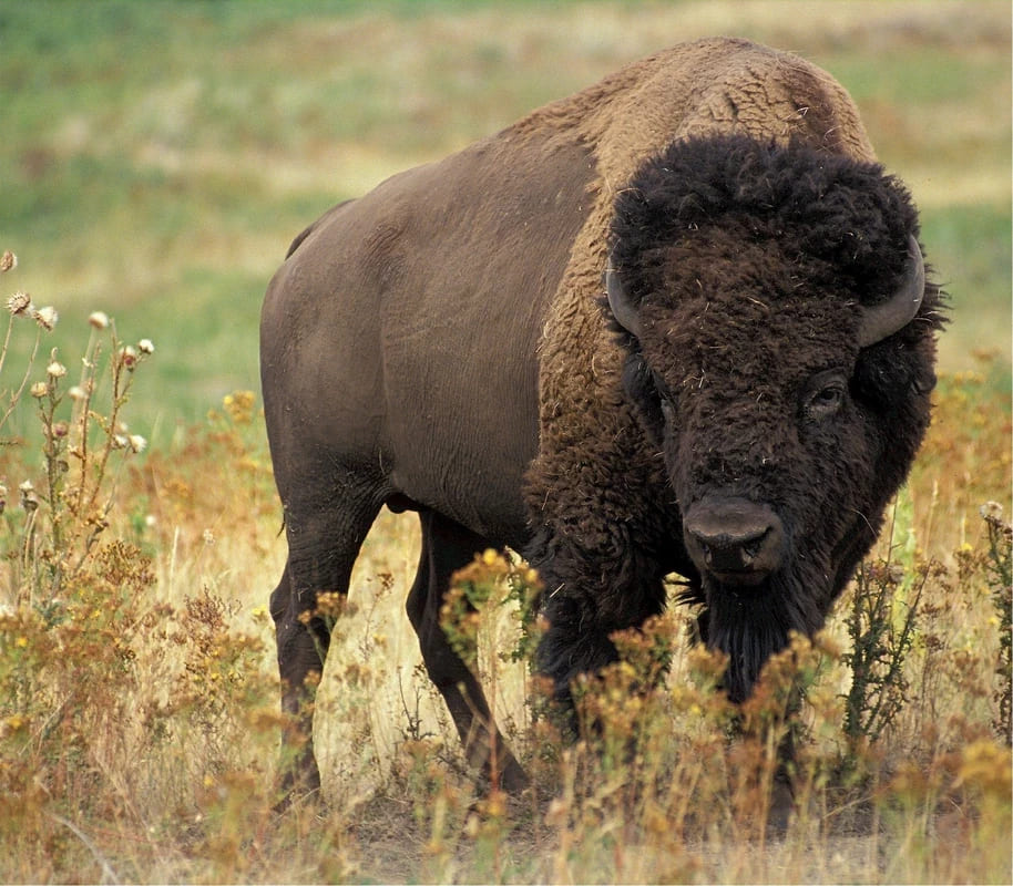 Bison dans le parc national de Yellowstone