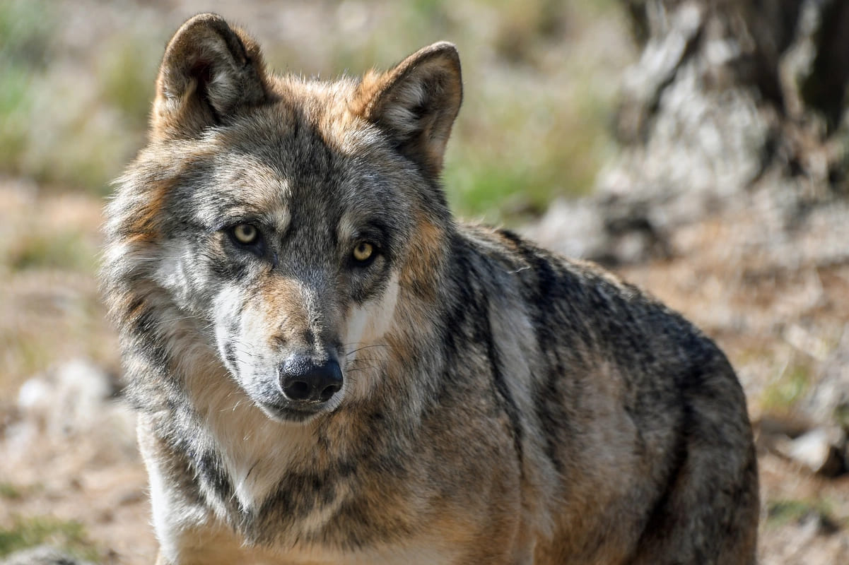 Loup dans le parc national de Yellowstone