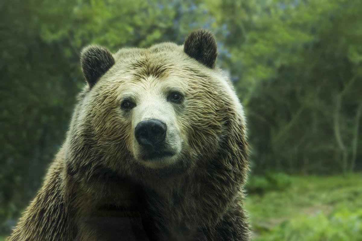 Ours dans le parc national de Yellowstone