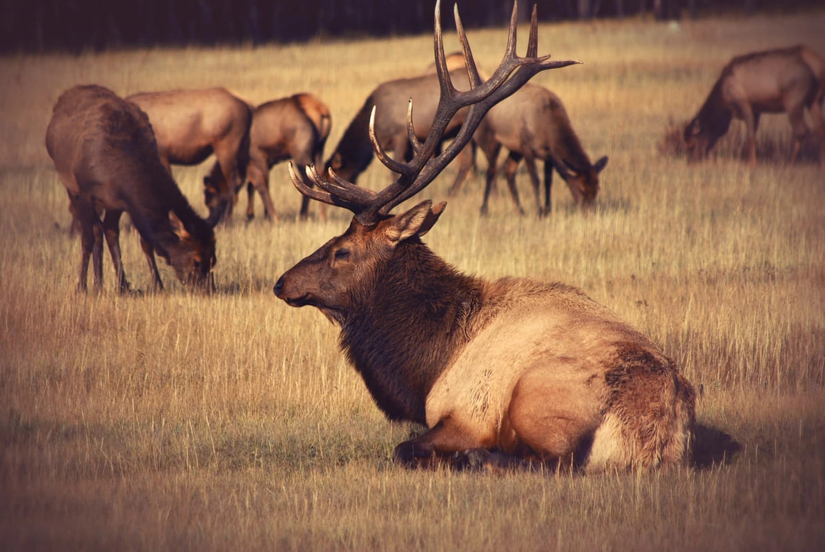 Wapiti dans le parc national de Yellowstone